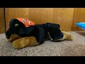 Harley Davidson Rottweiler Plush Unboxing Review