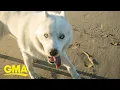 Neurodivergent husky walks with a prance and inspires people around the world l GMA