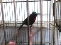 Download Lagu Kolibri merak gacor punya jajang migel d rp 250... 085222317051