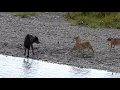 Wolf Vs Coyotes I Yellowstone NP