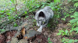Azzy the woodpecker