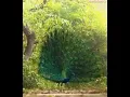 Download Lagu Aisi Vani Boliye Kabir Doha Whatsapp Status l #shorts l #WhatsappStatus l #KabirDoha