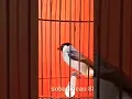 Download Lagu Suara burung kutilang gacor Asli tanpa isian ampuh buat pikat kutilang