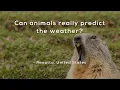 Can animals really predict the weather?