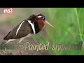 Download Lagu Suara Pikat Berkik Kembang burung buracak || Greater Painted-snipe call