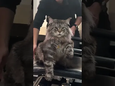 Gatos