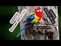 Download Lagu Suara Parkit Mp3 - Download Suara Burung Parkit Australia Dolly Juara Tarung Gacor Gak Mau Berhenti!