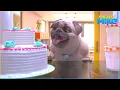 Download Lagu Gone To Pot | Mighty Mike | 55' Compilation | Cartoon for Kids