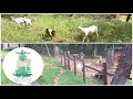 Which Goats Are Available FOR SALE Epic Escape-proof Grazing Goats System