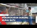 Download Lagu Melihat Budi Daya Burung Murai Batu di Gunungsitoli Nias