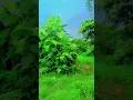 Download Lagu Mohabbat Ne Mohabbat Se Dil Ko pukara hai #bollywood #song #shorts #video