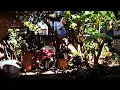Peach Tree (Cover) - Andrew Engen