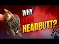 Why Your Cat Head Butts You Scientific Explanation