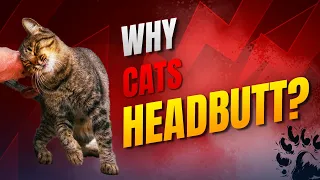 Why Your Cat Head Butts You Scientific Explanation