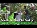 Download Lagu CARA JITU DAN CEPAT PIKAT CUCAK IJO