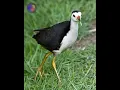 Download Lagu Tiếng quốc kêu - White breasted waterhen
