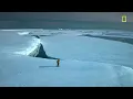 Emperor penguin chicks jump off a 50-foot cliff in Antarctica NEVER-BEFORE-FILMED FOR TV | Nat Geo