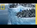 Download Lagu Emperor penguin chicks jump off a 50-foot cliff in Antarctica NEVER-BEFORE-FILMED FOR TV | Nat Geo