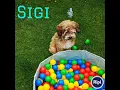 Download Lagu Privé training voor pups bij 4 sanca  Een goede start voor een beleefde hond  Zoals: