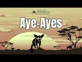 Aye Ayes Madagascar s Answer to Woodpeckers But Primates