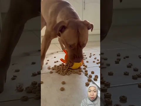 Mainan bebek ternyata tempat makan dog