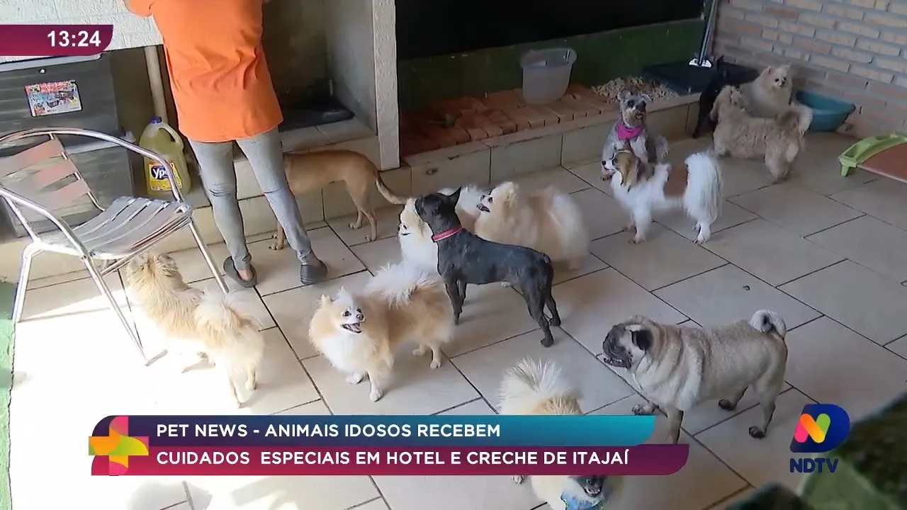 Pet News: animais idosos recebem cuidados especiais em hotel e creche de Itajaí