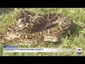FWC trains Floridians on Burmese python capture techniques