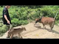 Download Lagu Drama Banget!!! Padahal Cuma Ngasih Sapi Minum 