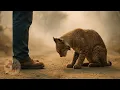 Download Lagu A Bobcat Kept Bowing to Him — Her Silent Plea Will Break Your Heart