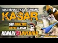 Download Lagu #5 MASTERAN MURAI BATU KASAR FULL TEMBAKAN❗CUCAK IJO, CENDET, KACER, ANIS MERAH