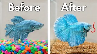 Fixing My Dad s Betta Fish Tank It Was Bad