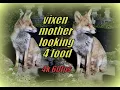 Ajax s our friendly urban vixen is back - at the door and looking for chicken love