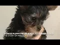 Yorkie Puppy From Birth To 8 Weeks Old Michelle 713