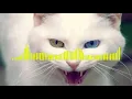Download Lagu ANGRY CAT RINGTONE Angry Cat - Ringtone shorts