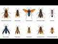 The 10 Most Dangerous Wasps in the World Ranked