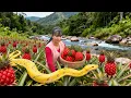 Lagu Harvesting Wild Pineapples Go to Market Sell – Giant Python Suddenly Appears in the Pineapple Garden