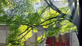 اوعى تكون بتحب يا قلبى محرم فؤاد دندنها