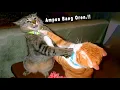 Download Lagu NGAKAK 😂 10 Menit Kompilasi Video Kucing Lucu Banget Bikin Ngakak Sakit Perut ~ Kucing Lucu Tiktok