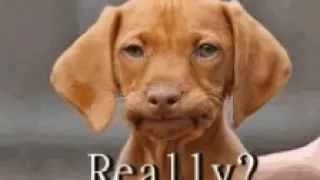Really gif