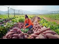 Download Lagu TIMELAPSE: Harvesting Sweet Potatoes to Sell at Countryside Market | Building My Farm