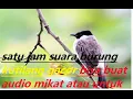 Download Lagu Kicau burung Kutilang gacor satu jam buat mikat atau pancingan