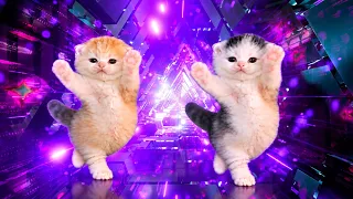 Two Kittens dancing to Bemax - Midu Shange Funk [AMV]