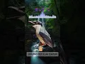 Download Lagu masteran viral burung jinjing petulak gacor
