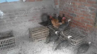 هاتى فراخ بيضه فى الشتاء عادى ماتخفيش 