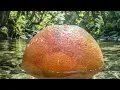 【This Sound Is Bittersweet】Grapefruit Noise | 8-Hour Black Screen