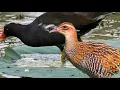 Download Lagu Suara pikat burung Sintar campur mandar/pelang/peruk untuk jaring gantung malam
