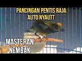 Download Lagu pentis raja gacor | pancingan pentis raja auto nyaut
