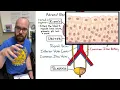 Urinary System Structure Function Plastinated Kidney and Bladder 3D Model