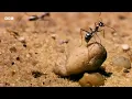 The Fastest Ant on Earth | Earth's Great Seasons | BBC Earth