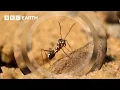 Download Lagu The Fastest Ant on Earth | Earth's Great Seasons | BBC Earth
